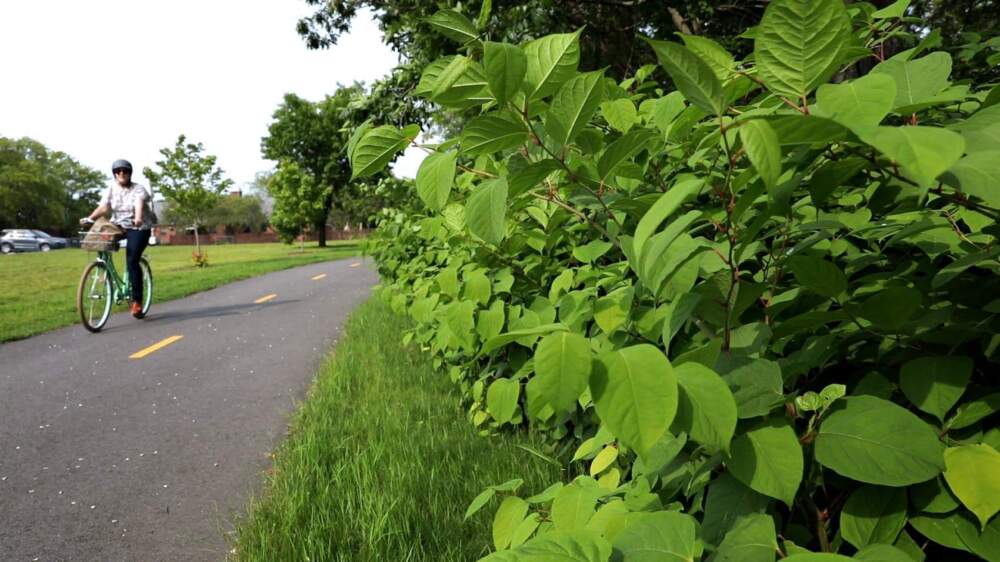 Mature knotweed bushes line a bicycle path on the banks for the Charles River. (Robin Lubbock/WBUR)
