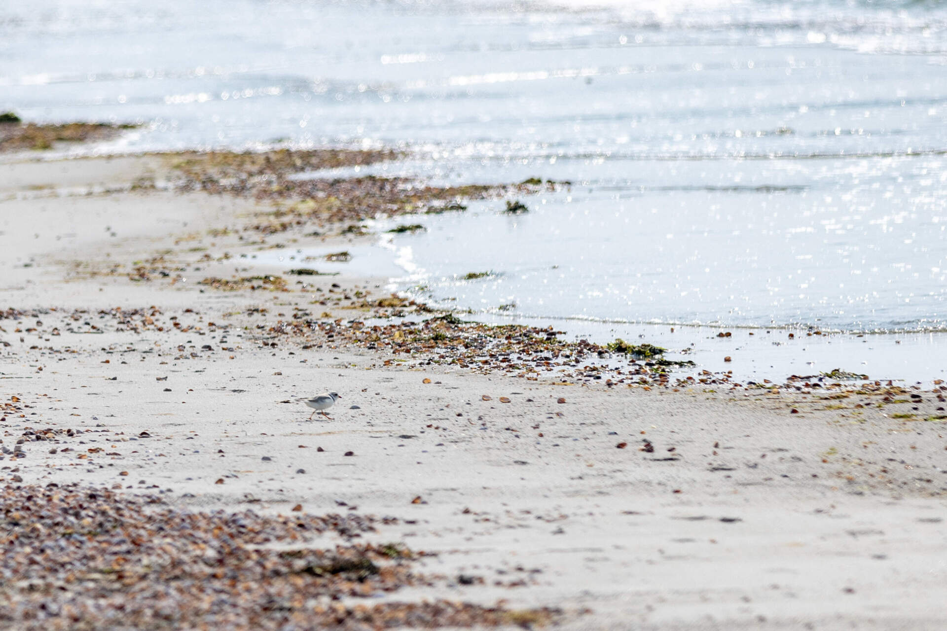 An adult piping plover scurries down to the water in search for food on Seagull Beach in Yarmouth. (Jesse Costa/WBUR)