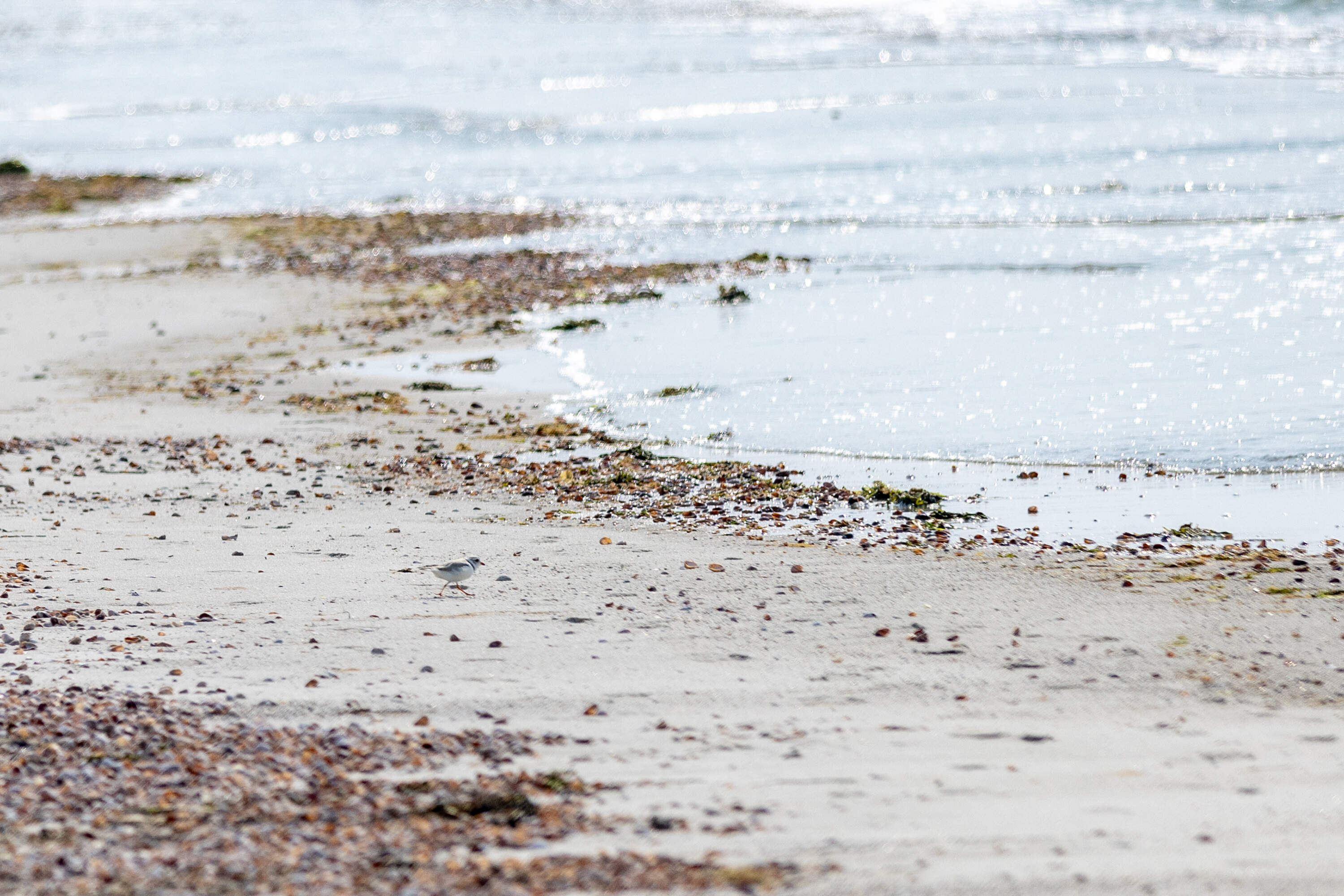 An adult piping plover scurries down to the water in search for food on Seagull Beach in Yarmouth. (Jesse Costa/WBUR)