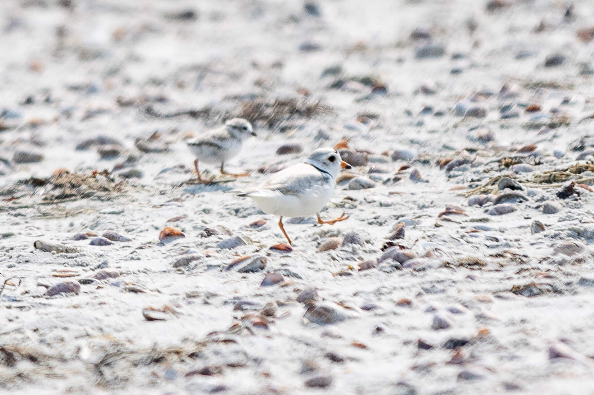 An adult piping plover and a chick search for food on Seagull Beach in Yarmouth. (Jesse Costa/WBUR)