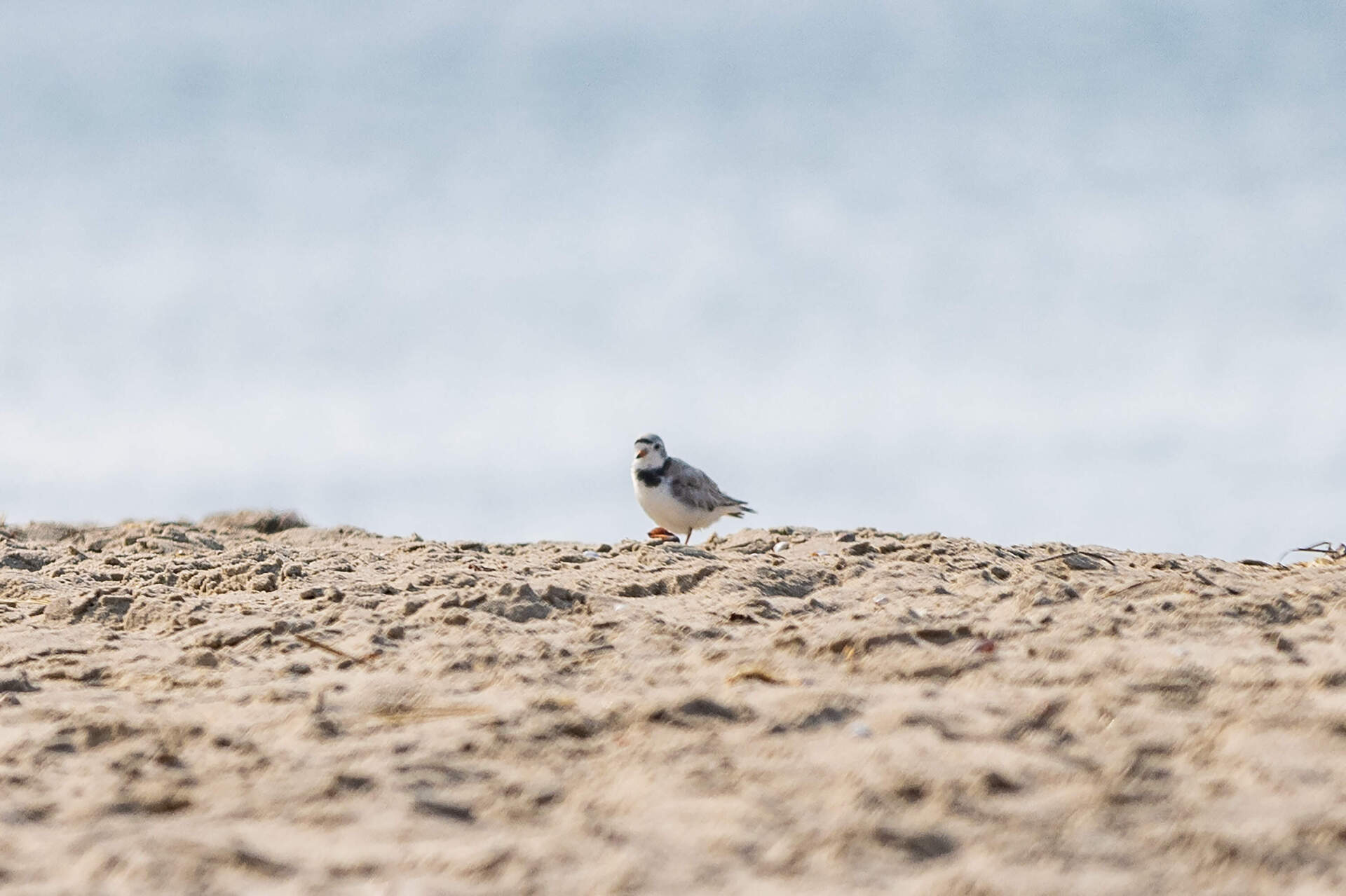 An adult piping plover on Craigville Beach in Barnstable. (Jesse Costa/WBUR)