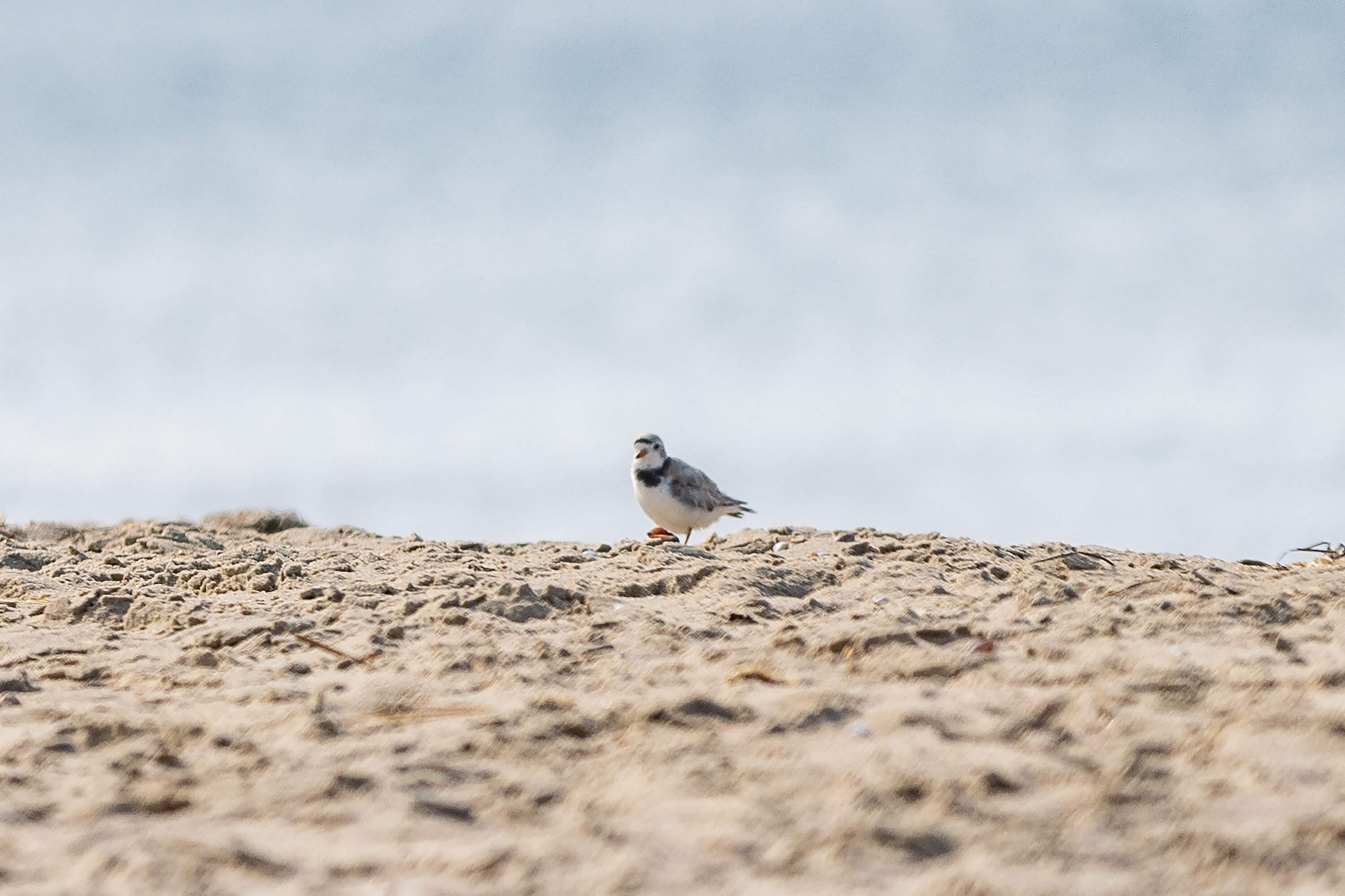 An adult piping plover on Craigville Beach in Barnstable. (Jesse Costa/WBUR)