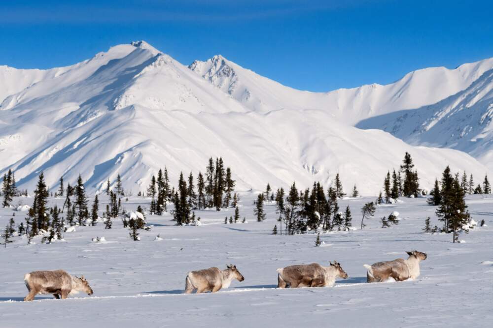 Tom Walker, "Caribou." (Courtesy the artist and Peabody Essex Museum)