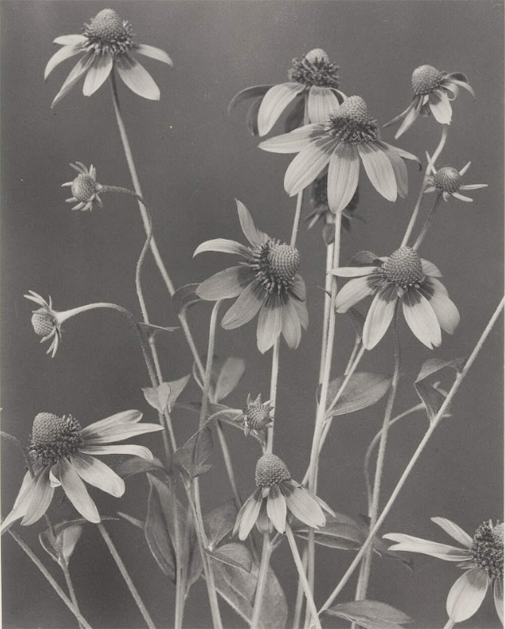 Edwin Hale Lincoln, "Rudbeckia laciniata, tall cone-flower," 1907. (Courtesy Lenox Library Association, Special Collections; Boston Athenaeum)