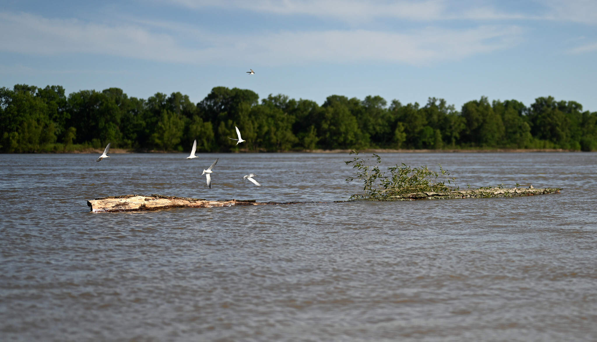 Terns riding a log like a ferry boat down the Mississippi River near Friars Point. (Chris Bentley/Here &amp; Now)