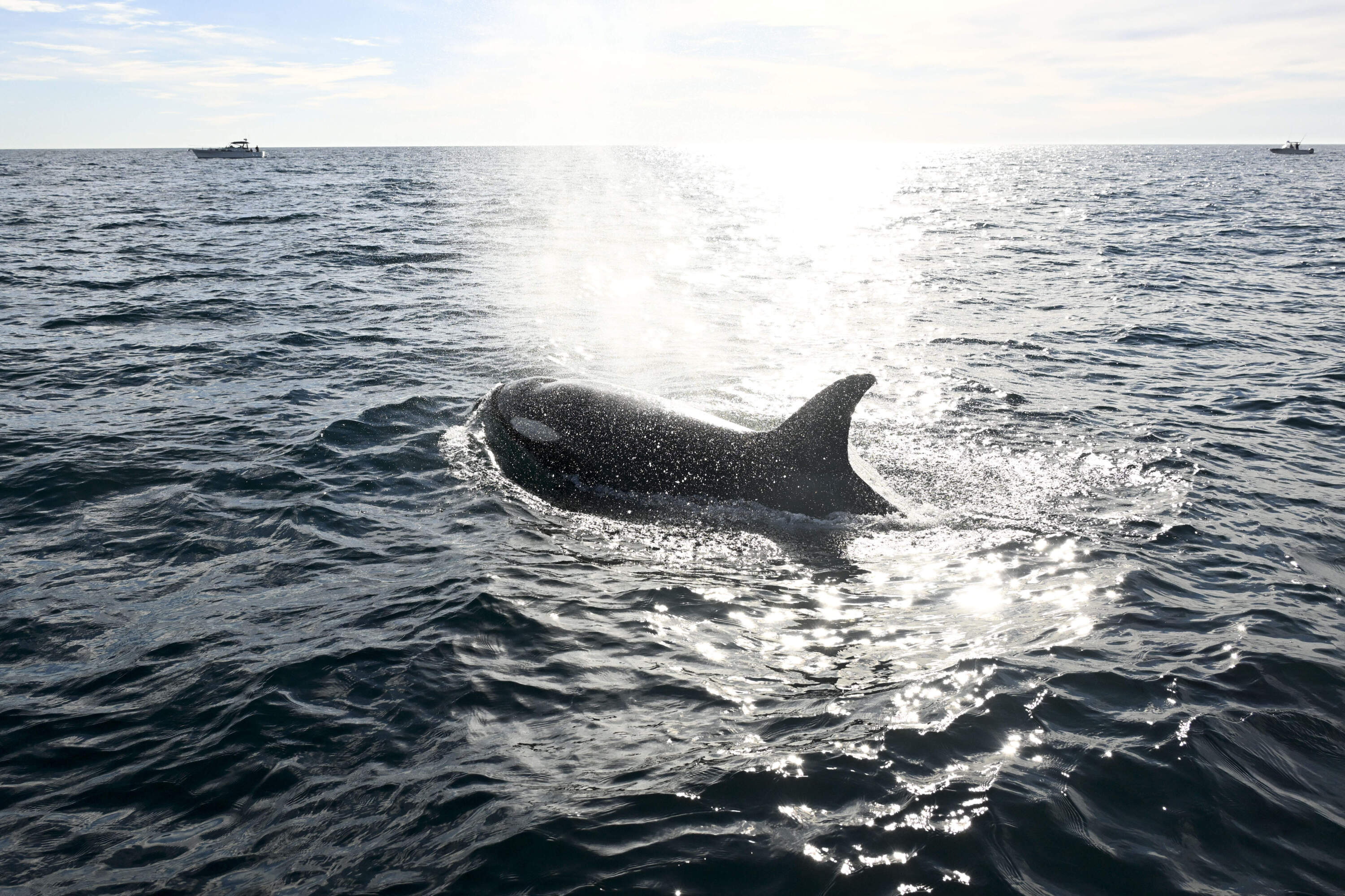 A southbound orca surfaces off of Point Loma Monday Jan. 29, 2024, in San Diego. (Denis Poroy/AP)