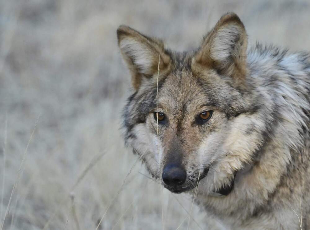 A Mexican gray wolf in the wild that was monitored as part of a population survey in eastern Arizona. (Arizona Game and Fish Department via AP)