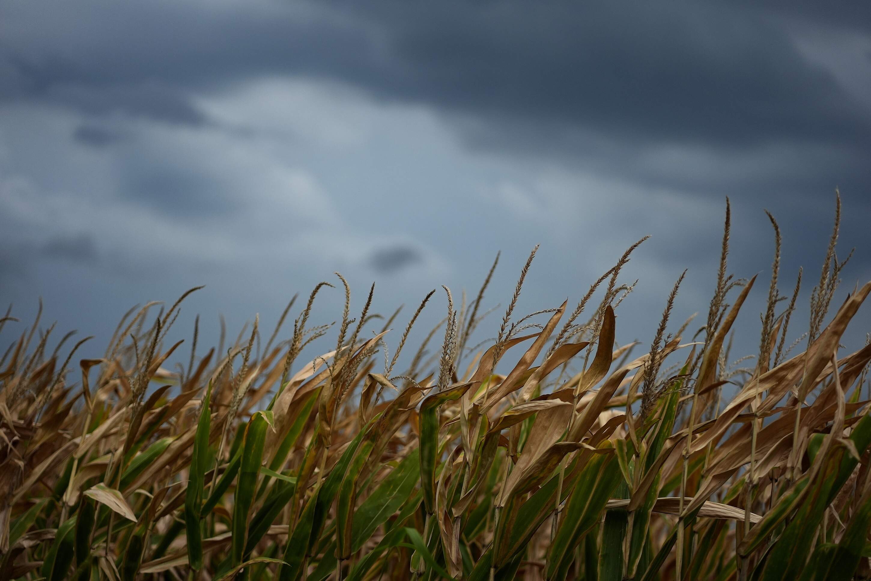 Storm clouds build above a corn field near Platte City, Mo. (Charlie Riedel/AP)