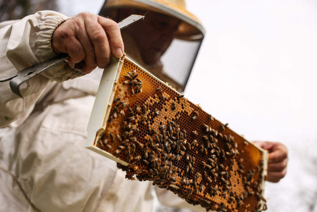 A beekeeper checks on his hives in Bay Shoare, NY, in 2022. (Steve Pfost/Newsday RM via Getty Images)