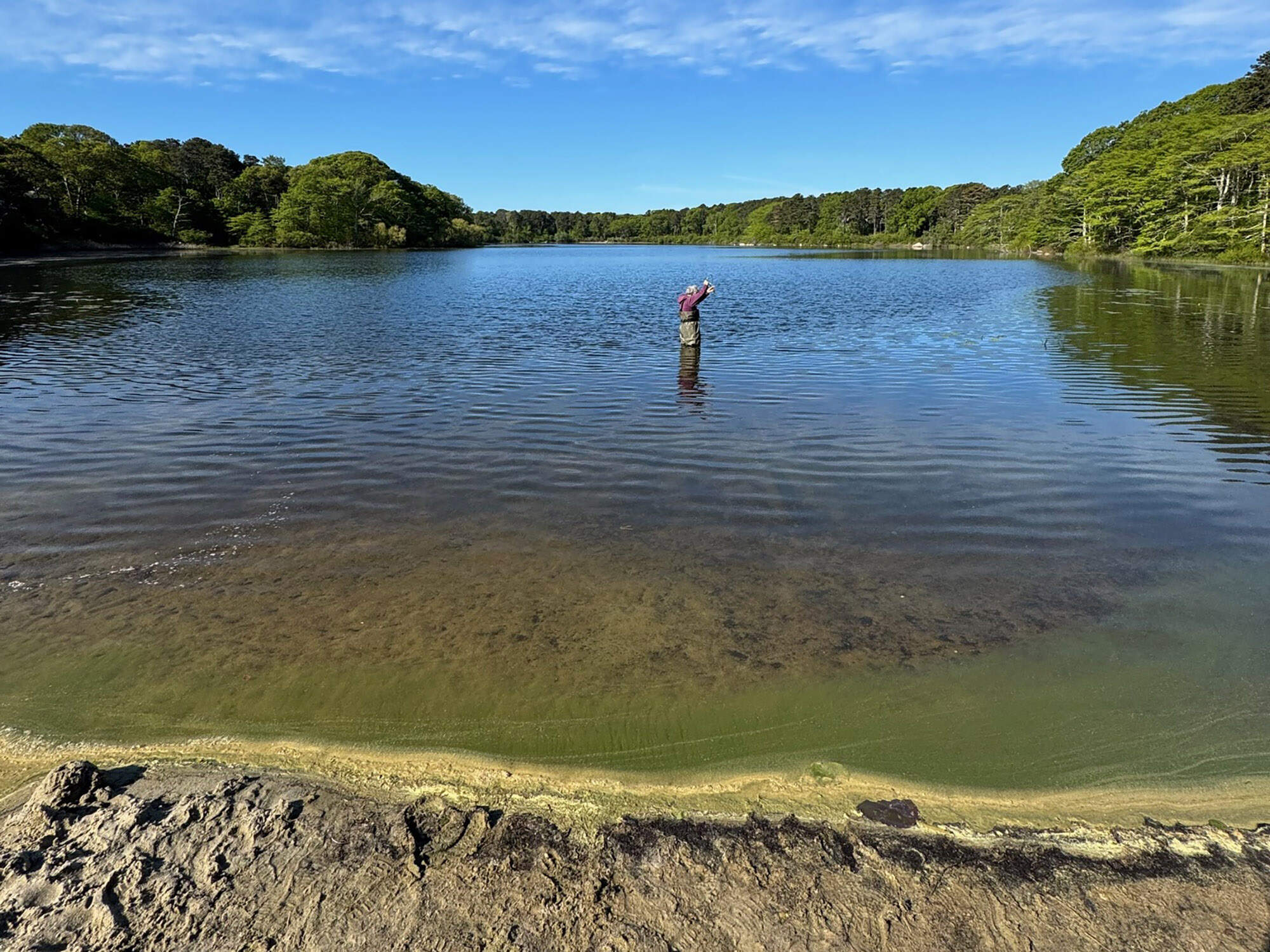 Blueberry Pond in Brewster (Eric Schwam/Brewster Ponds Coalition)