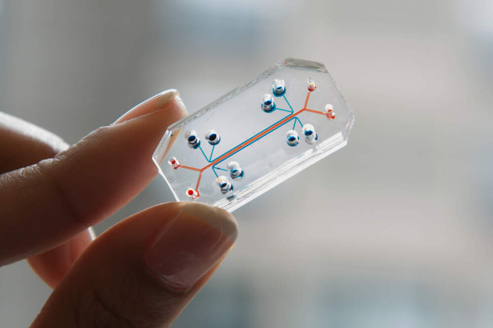 Lung on a chip (Courtesy Wyss Institute at Harvard University.)
