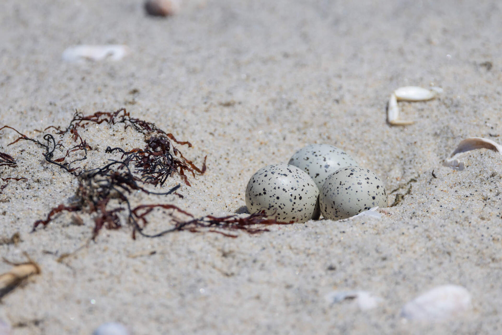 Piping plover eggs and nest. (Courtesy Mass Audubon/Kristin Foresto)