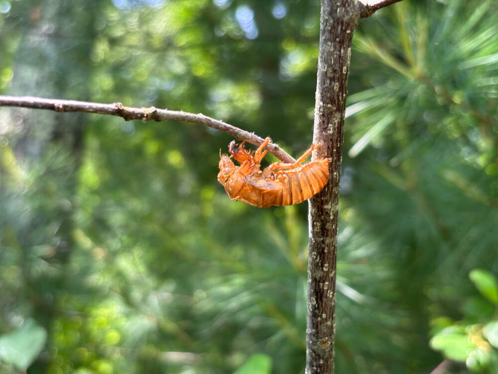 The exoskeleton of a molted periodical cicada clings to a branch in Bourne, Massachusetts. (Katie Cole/WBUR)