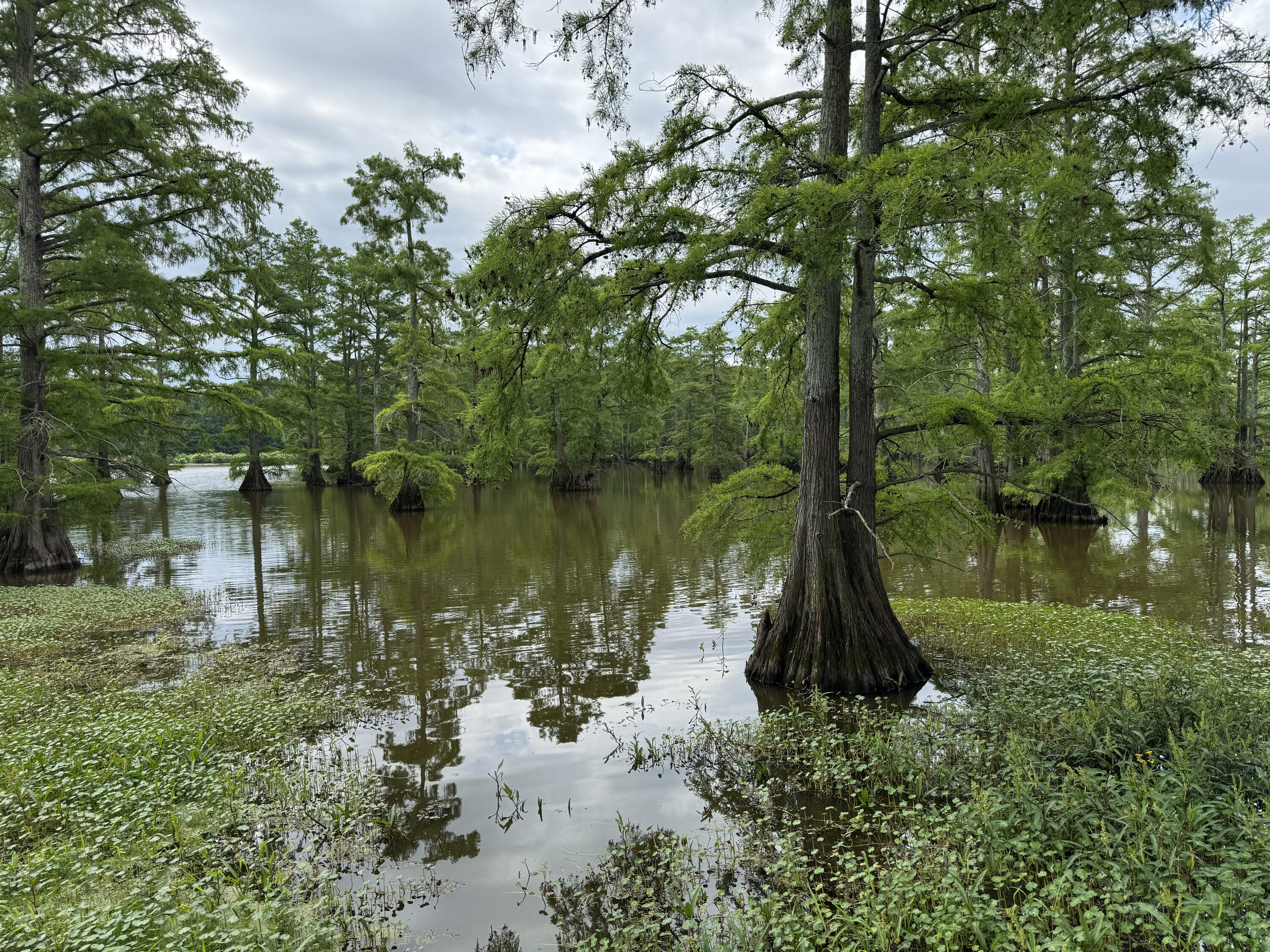 Horseshoe Lake used to be part of the river's main branch. but a course correction cut it off, leaving it to develop into a cypress swamp. (Chris Bentley/Here &amp; Now)