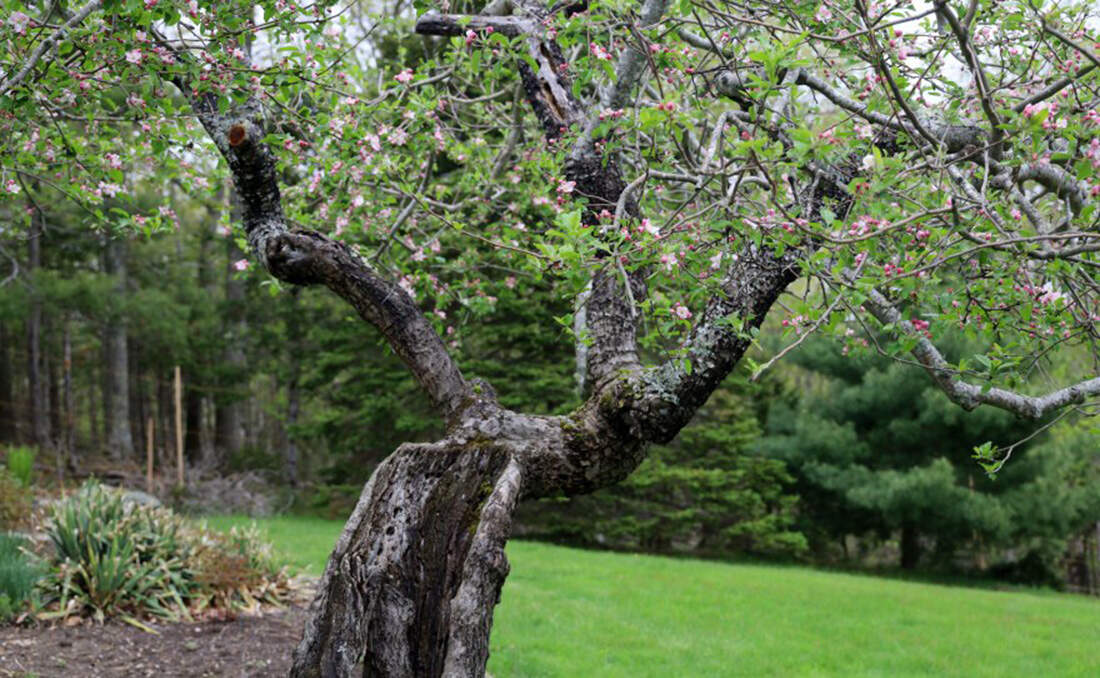 The Drop D’Or apple tree at the edge of an orchard on Verona Island. (Esta Pratt-Kielley/Maine Public)