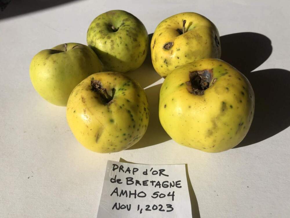 Drap D'Or de Bretagna fruit. (Courtesy of John Bunker)