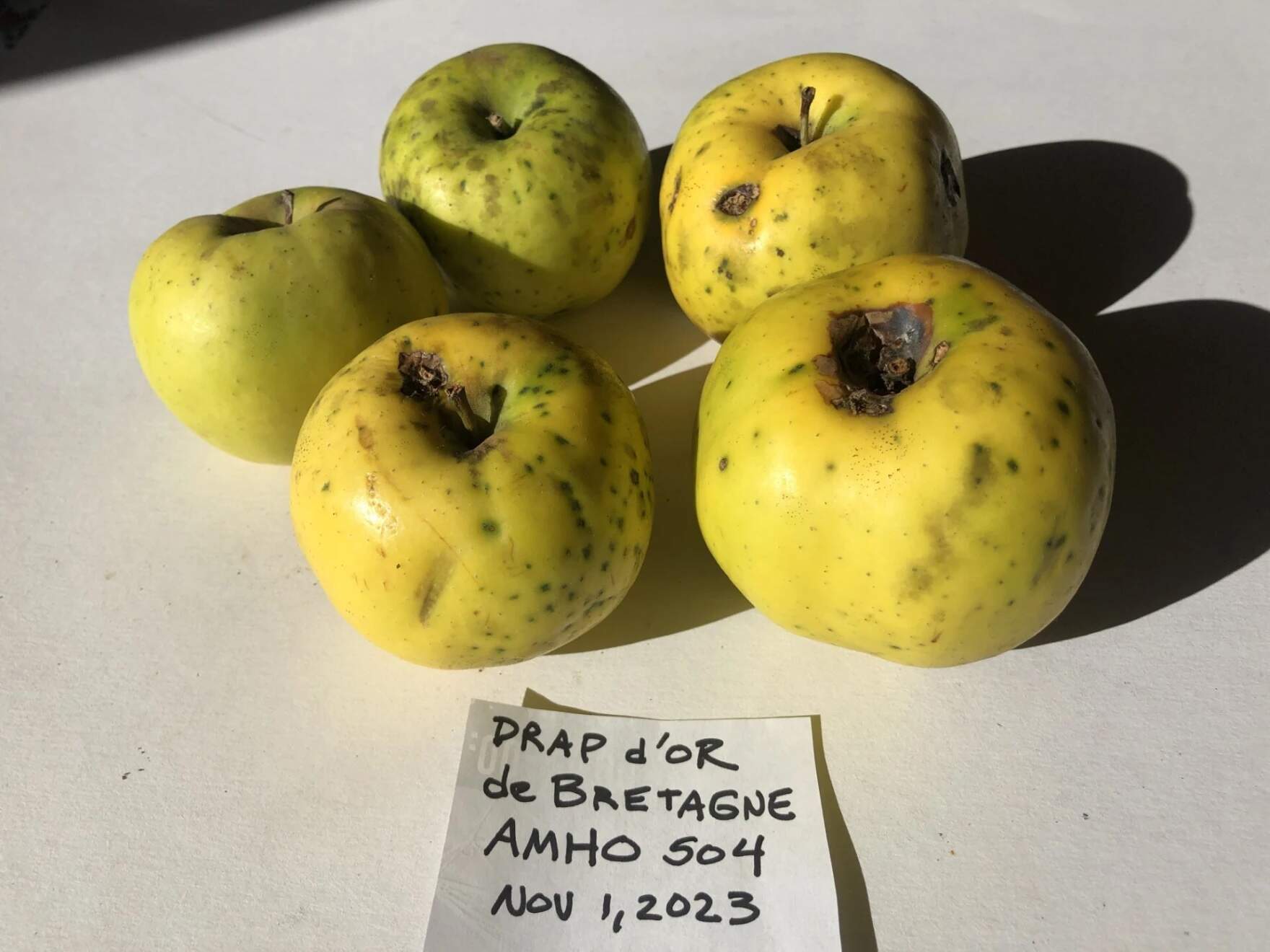 Drap D'Or de Bretagna fruit. (Courtesy of John Bunker)