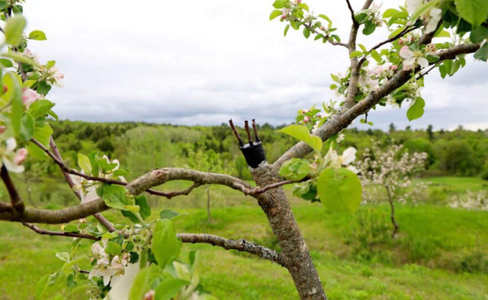 A grafted clone of the Drop D’Or at MOFGA’s Heritage Orchard in Unity, Maine. (Esta Pratt-Kielley/Maine Public)