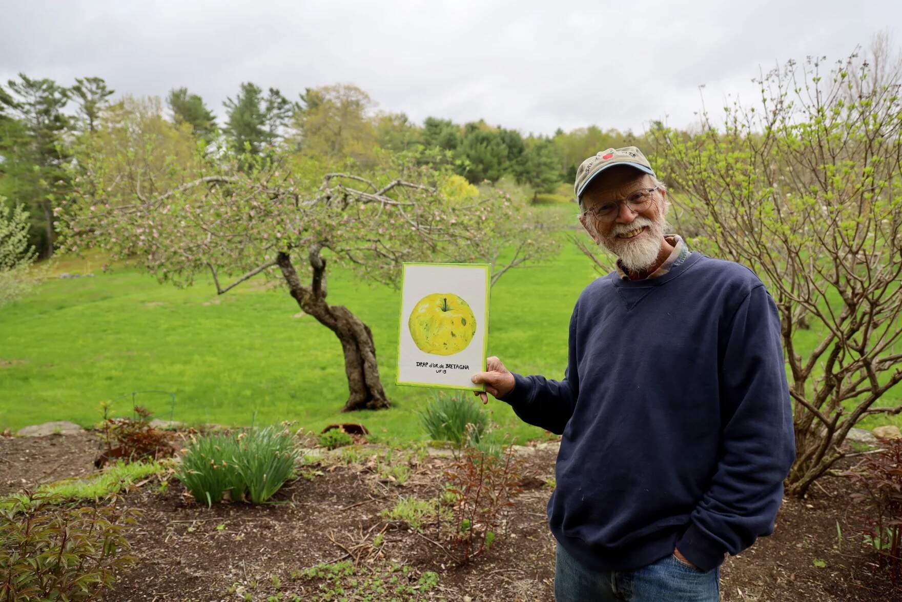 Apple historian John Bunker poses with his Drap D'or painting near the apple tree on Verona Island. (Esta Pratt-Kielley/Maine Public)