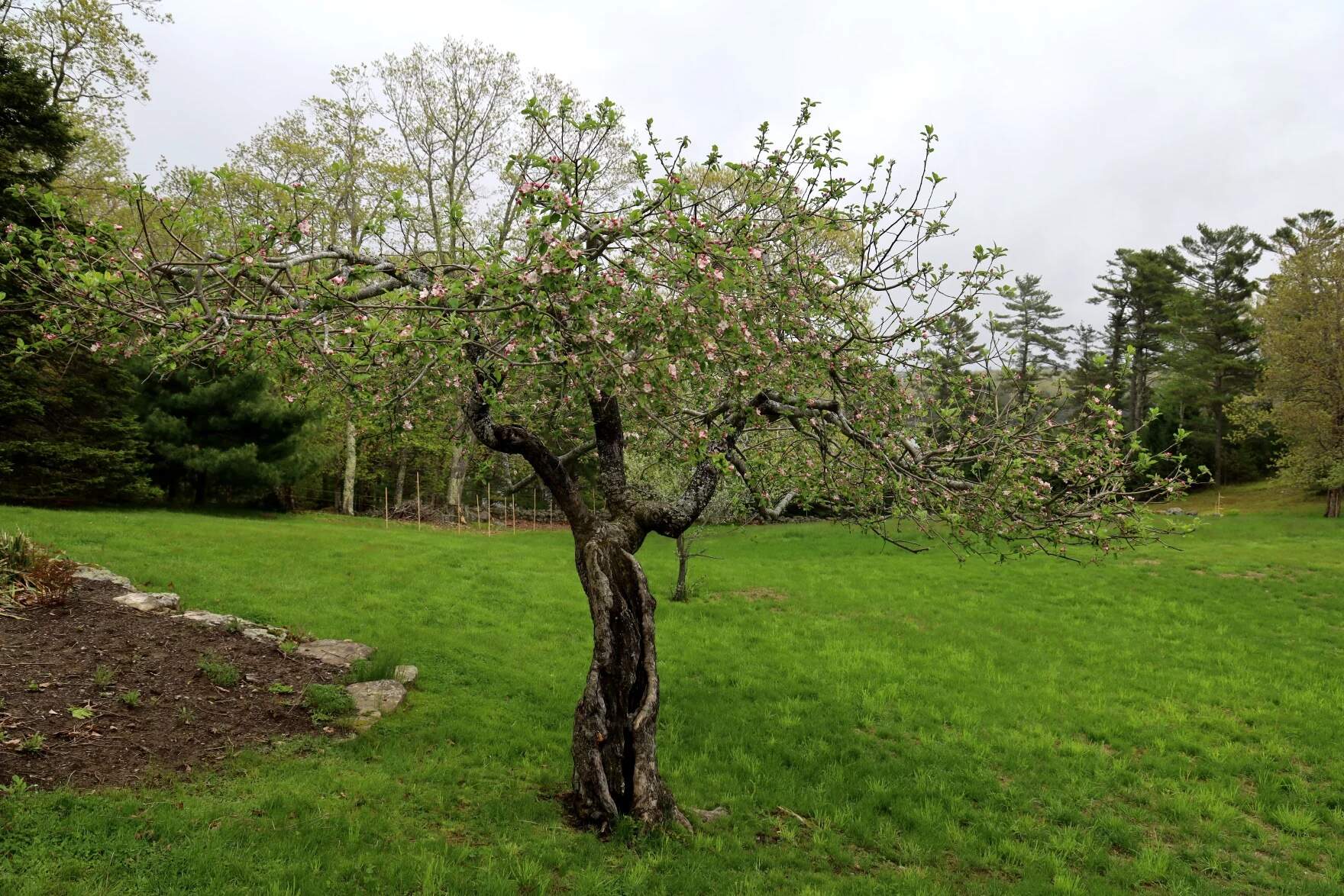 The Drap D'Or de Bretagna — or Golden Cloth of Brittany, in French is one of a few historic apples that are the genetic ancestors of many of the common varieties we eat today. (Esta Pratt-Kielley/Maine Public)