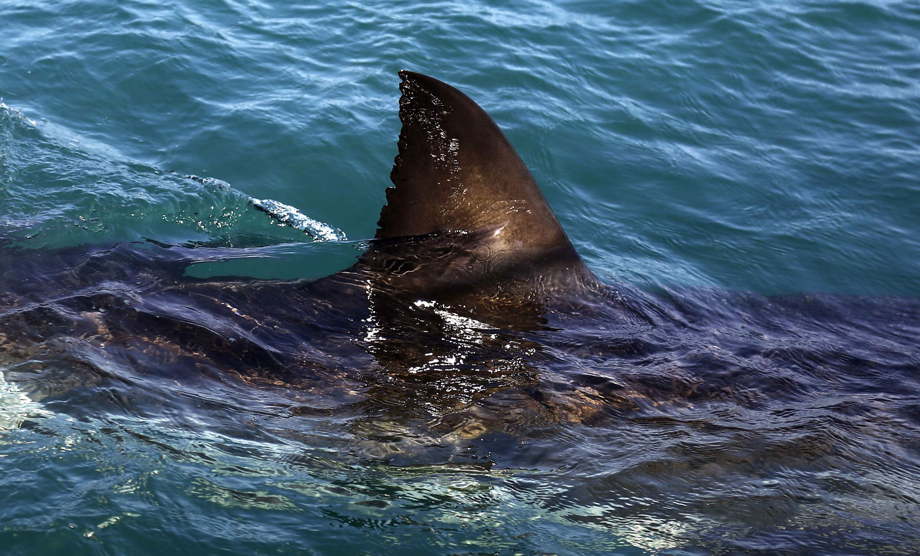 Episodes We Love: How to Fight a Shark