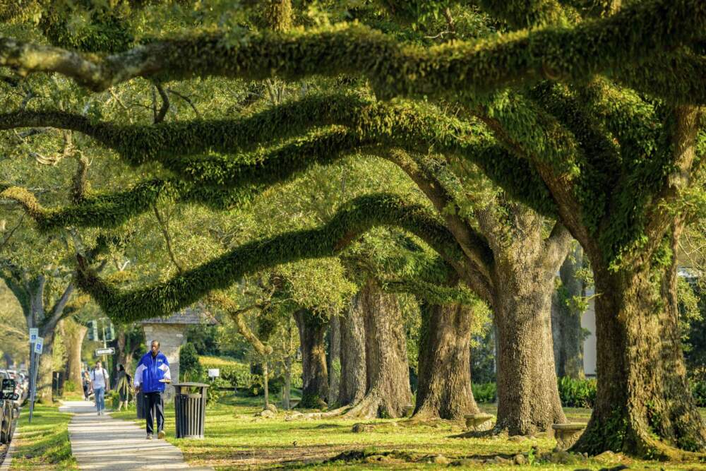 Many old and well-maintained trees are seen along St. Charles Avenue in the city of New Orleans, Thursday, Feb. 27, 2025. (Matthew Hinton/AP)