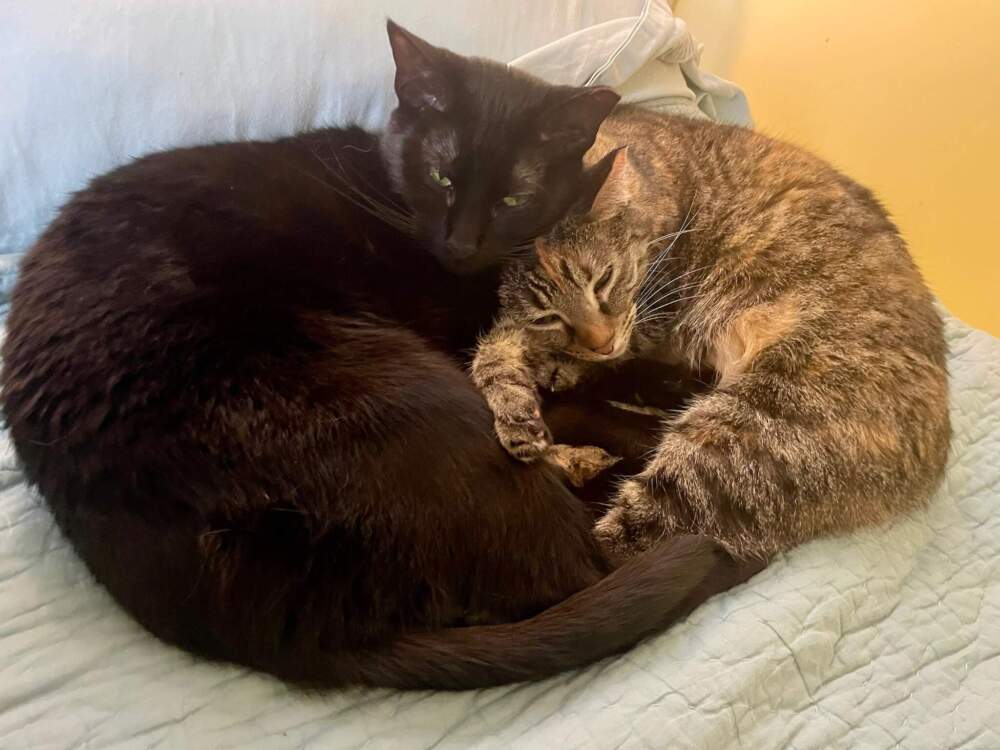 Ash, left, and Luna, right. (Courtesy Rich Barlow)