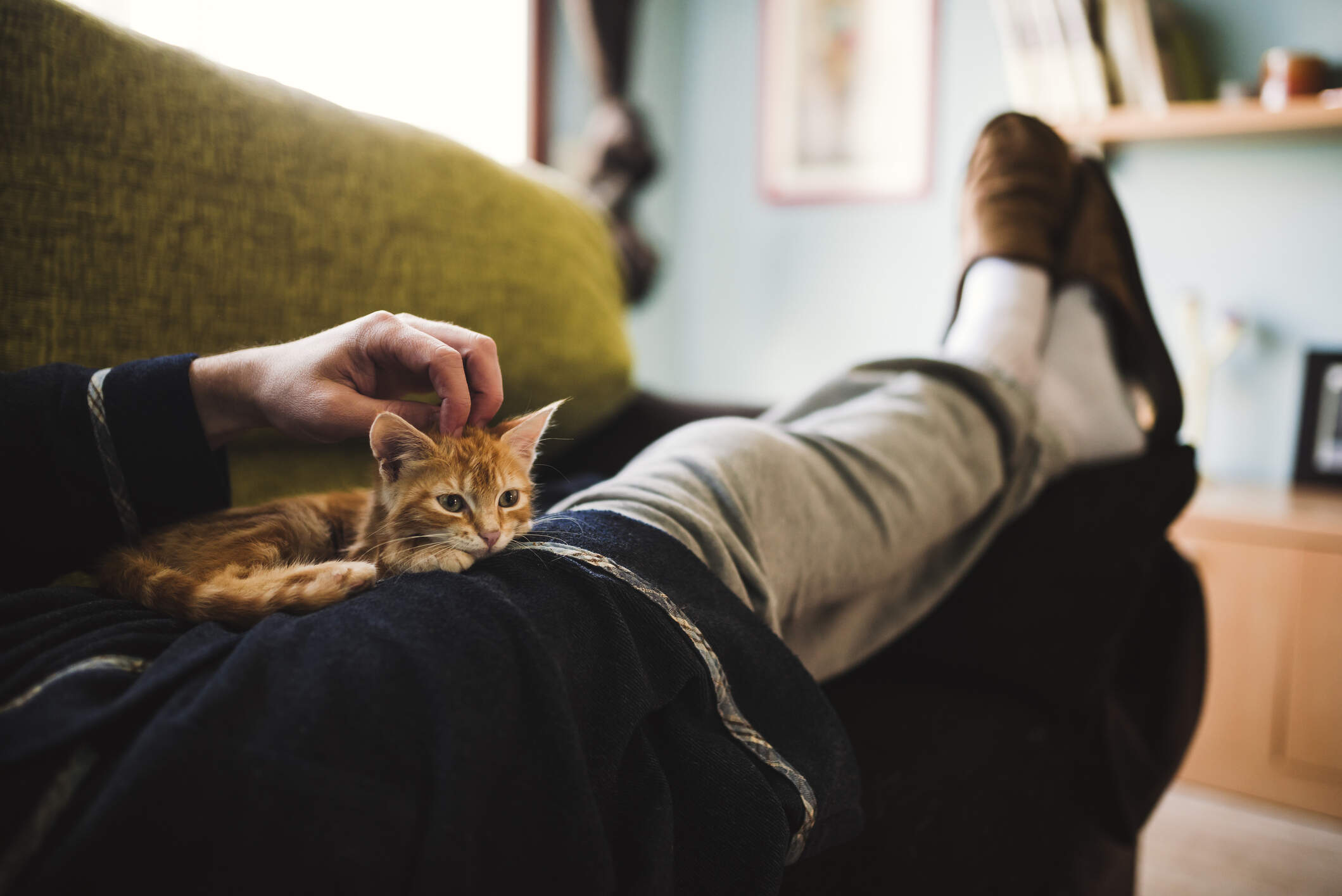 Summer is the perfect time to adopt a cat