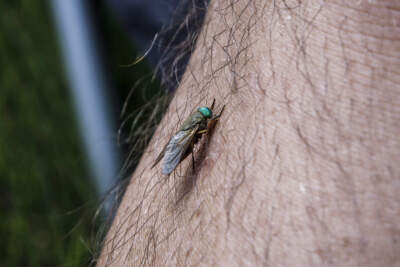 Greenhead flies are back and out for blood in Mass.