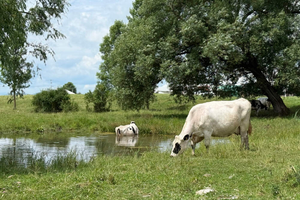 Cows graze on a dairy farm in Salisbury, Vt., on Tuesday, July 1, 2025. (Amanda Swinhart/AP)