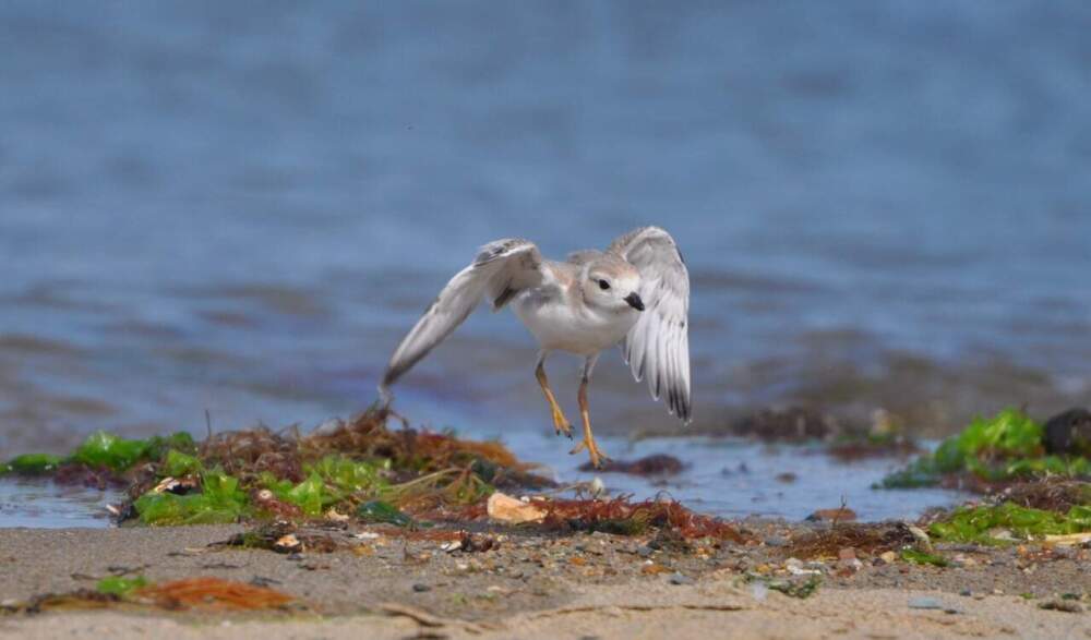 &quot;Wolly,&quot; the first plover chick to fledge at Wollaston Beach in 2020. Wolly is about 35 days old in this photo. (Courtesy Mass Audubon)