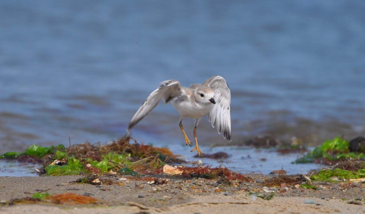 "Wolly," the first plover chick to fledge at Wollaston Beach in 2020. Wolly is about 35 days old in this photo. (Courtesy Mass Audubon)