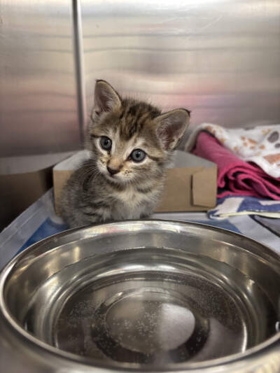 One of the kittens expected to come to Massachusetts from Texas. (Courtesy MSPCA-Angell)