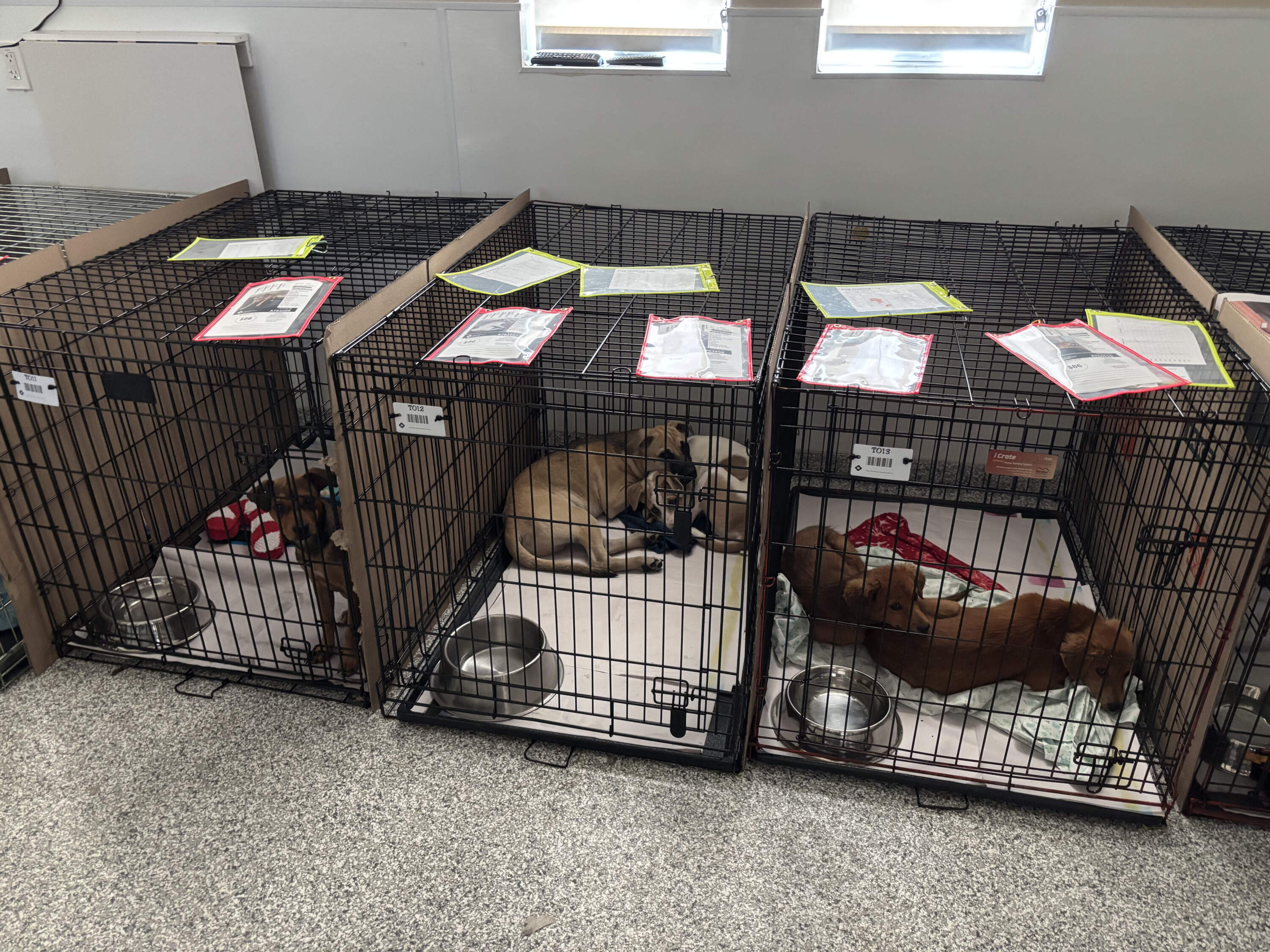 The MSPCA-Angell expects to bring in about 30 dogs from Texas. (Courtesy MSPCA-Angell)