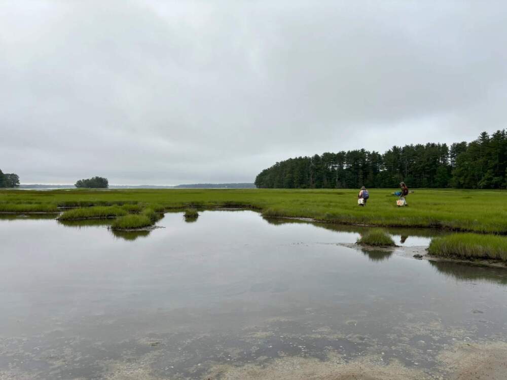 The salt marsh at Lubberland Creek Preserve. (Alicia Sanyal/NHPR)