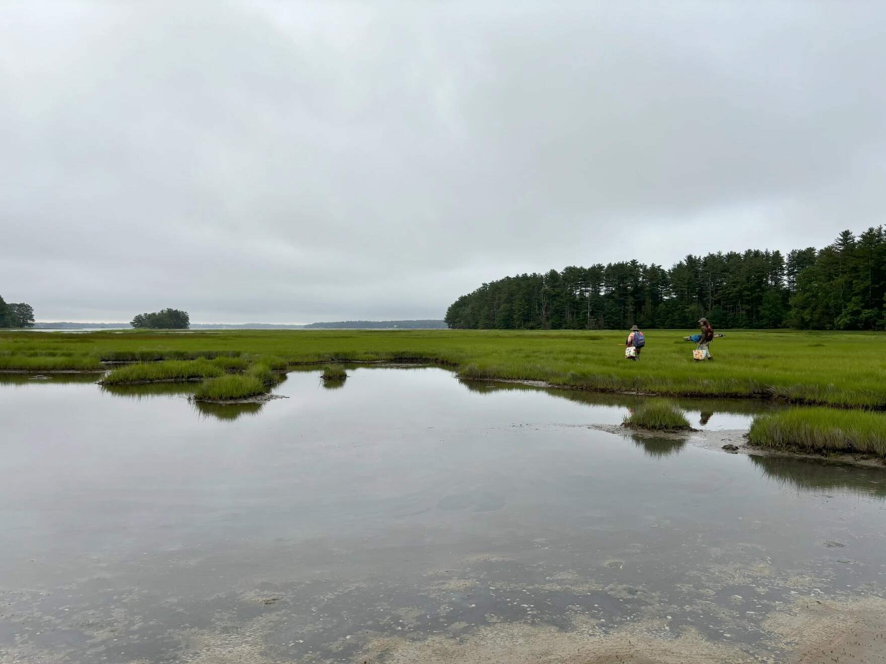 The salt marsh at Lubberland Creek Preserve. (Alicia Sanyal/NHPR)