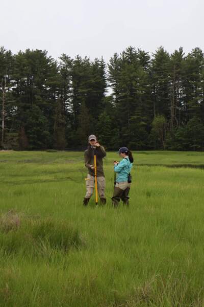 Researcher Talia Kuras, right, and seasonal field technician Danny Tipton, left, set up for the morning's tagging. (Alicia Sanyal/NHPR)
