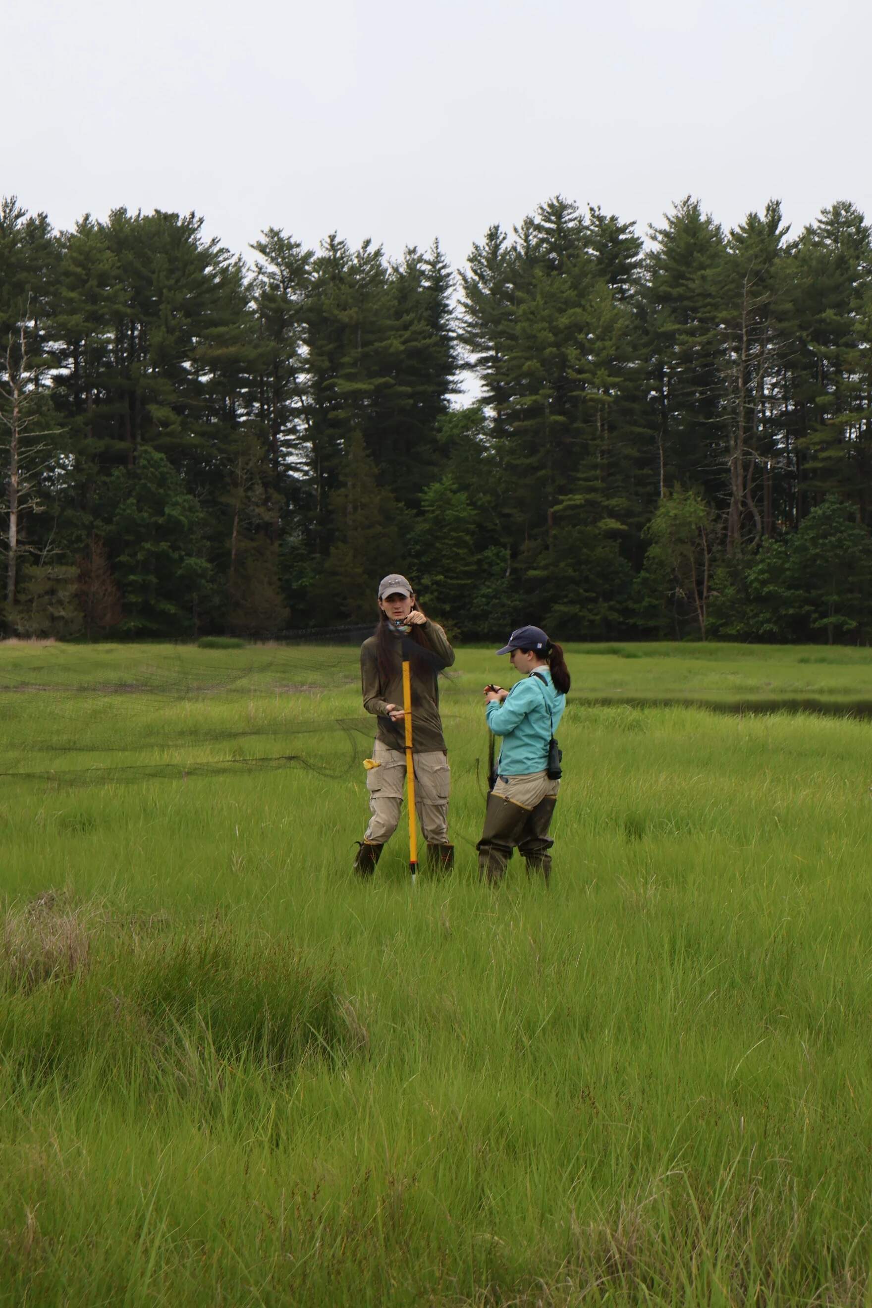 Researcher Talia Kuras, right, and seasonal field technician Danny Tipton, left, set up for the morning's tagging. (Alicia Sanyal/NHPR)