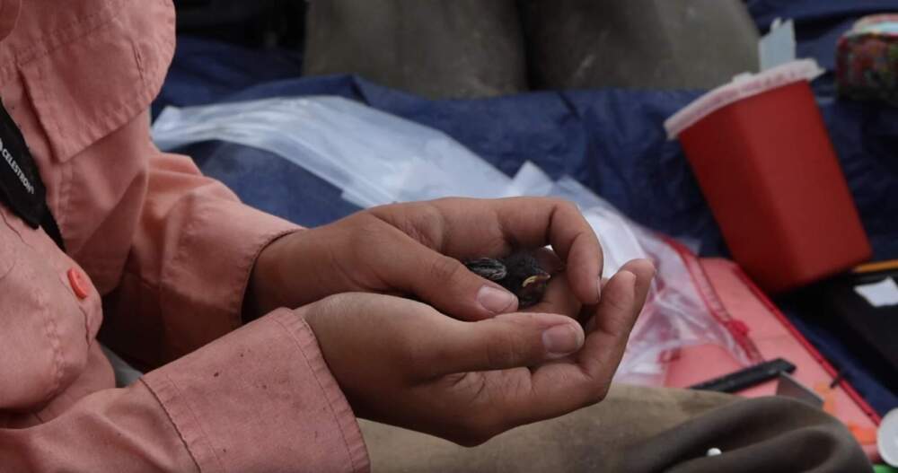 Undergraduate student and seasonal field technician Kara Hatalsky holds a six-day old bird. While baby birds are too small to tag, the team still takes measurements and gives the birds a leg band — an almost weightless colored band to identify that the bird was nested in this marsh site. (Alicia Sanyal/NHPR)