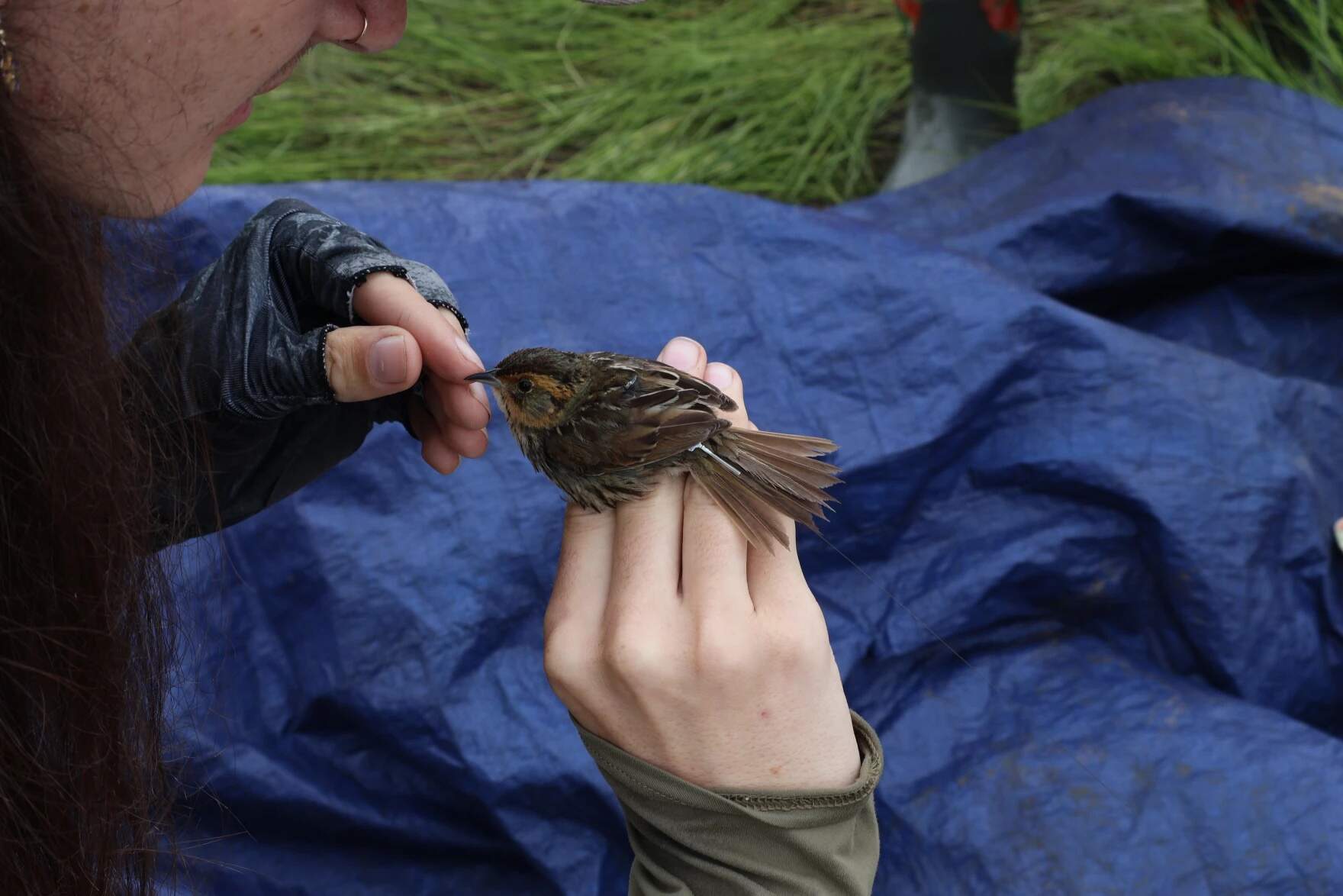 A salt marsh sparrow wears a backpack-like, solar powered tag, which pokes out in a thin white strip between some of its feathers. (Alicia Sanyal/NHPR)
