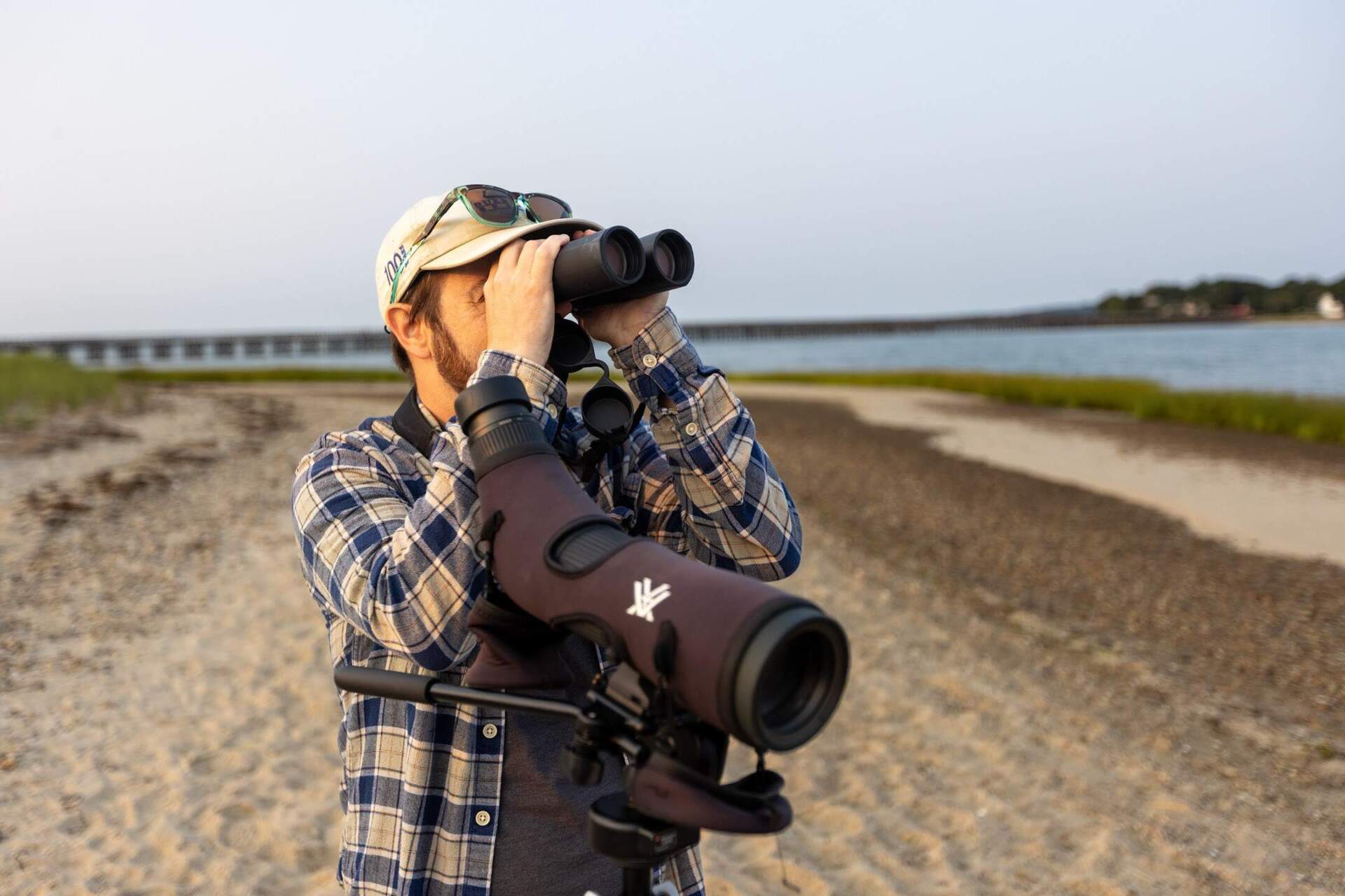 Coastal ecology science coordinator at Duxbury Beach Reservation Joey Negreann scans the bay side of Duxbury Beach to looking for migrating shorebirds. (Jesse Costa/WBUR)