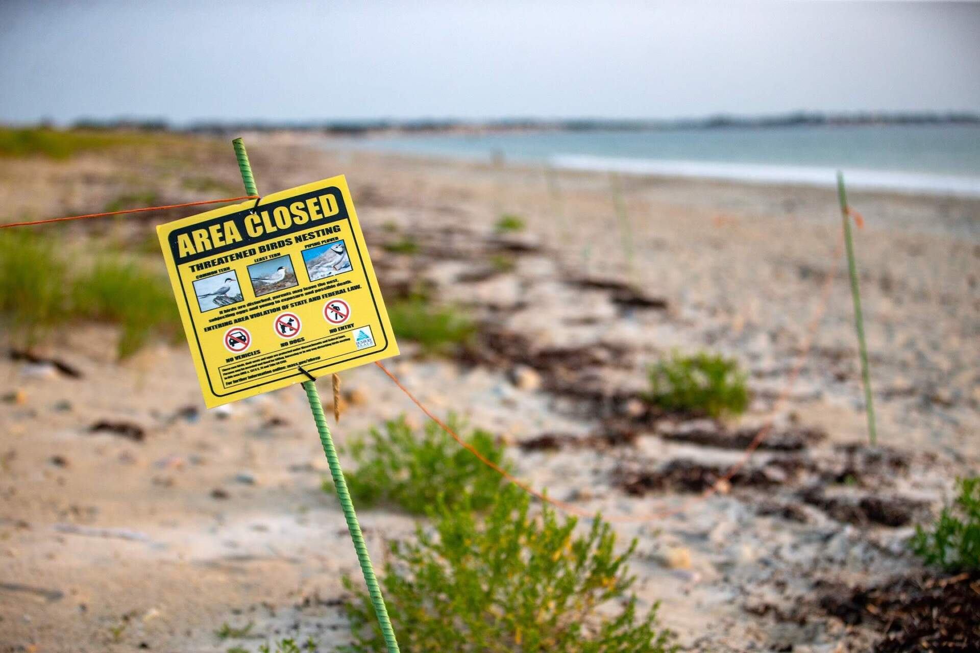 A sign posted along a marked off area on Duxbury Beach warns visitors the area is closed due to endangered shorebirds nesting. (Jesse Costa/WBUR)