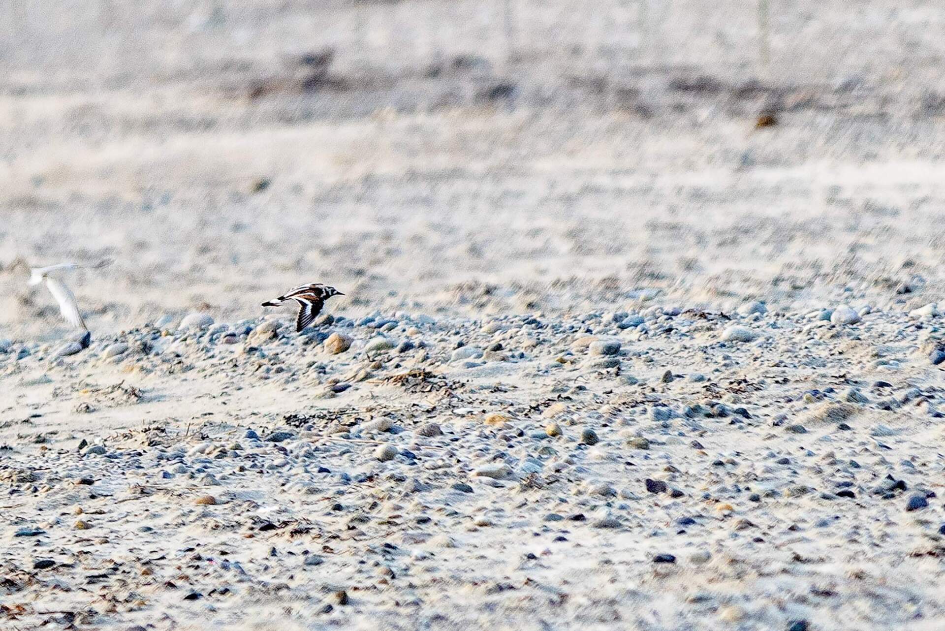 A ruddy turnstone flies low across the sand at Duxbury Beach. (Jesse Costa/WBUR)