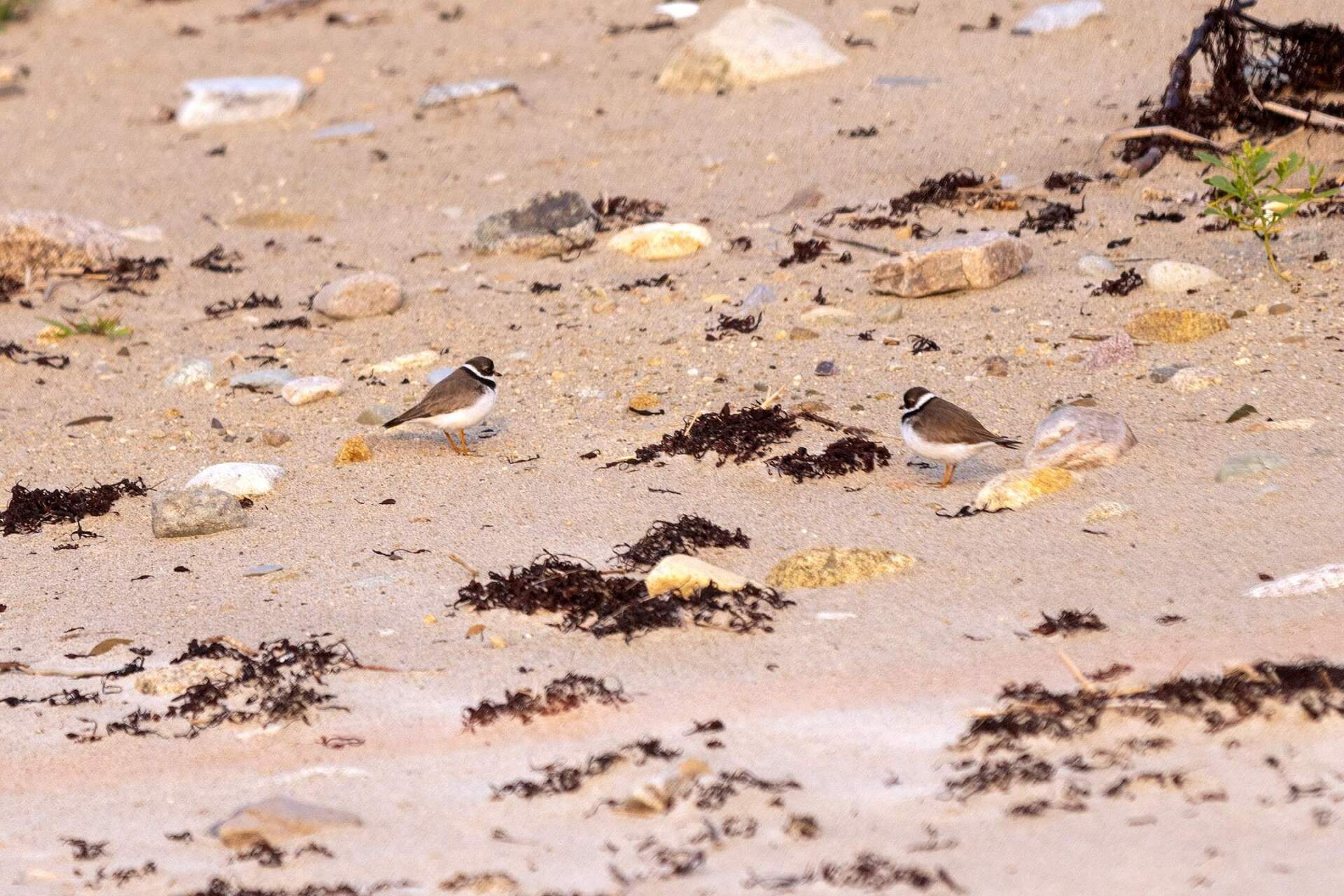 Two semipalmated plovers forage for food on Duxbury Beach. (Jesse Costa/WBUR)