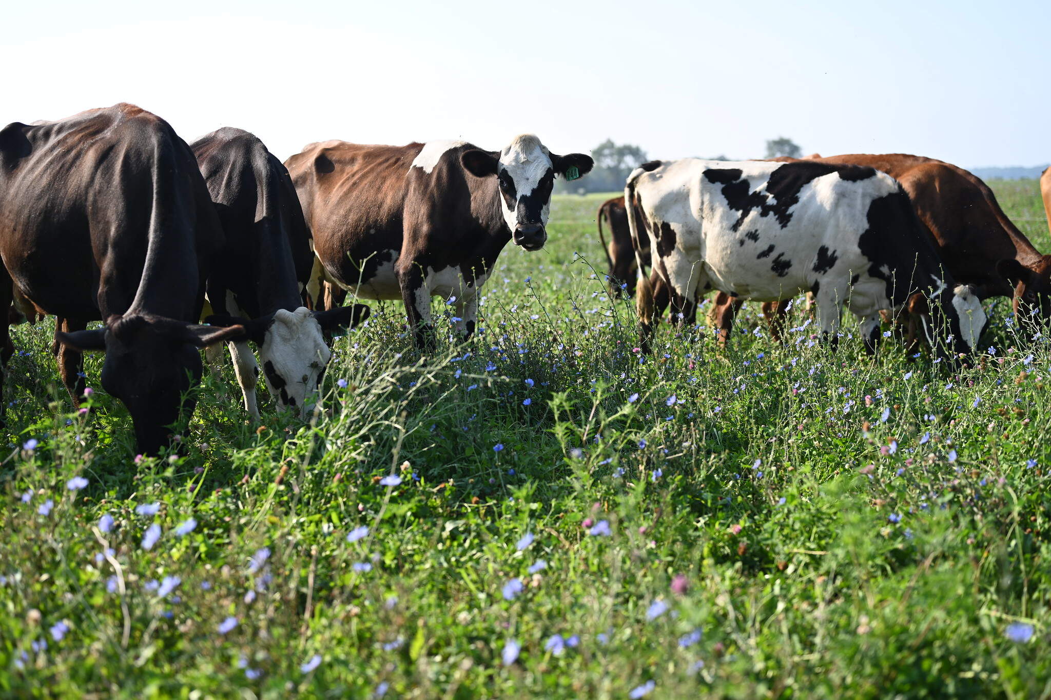 Dairy cows graze on pasture at Paris Family Farm in southern Wisconsin. (Chris Bentley/Here & Now)