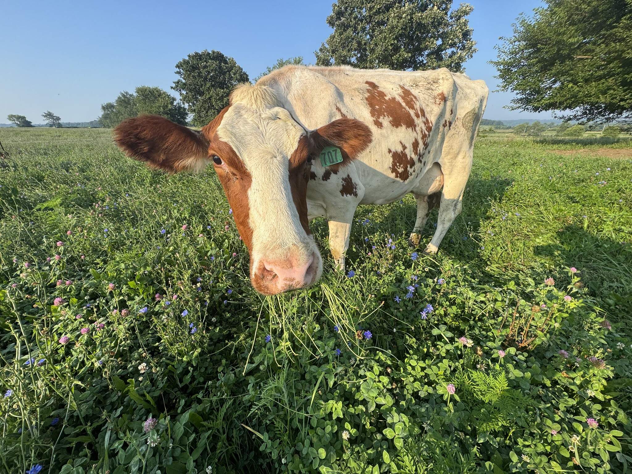 A cow grazes on the Paris Family Farm in southern Wisconsin. (Chris Bentley/Here & Now)