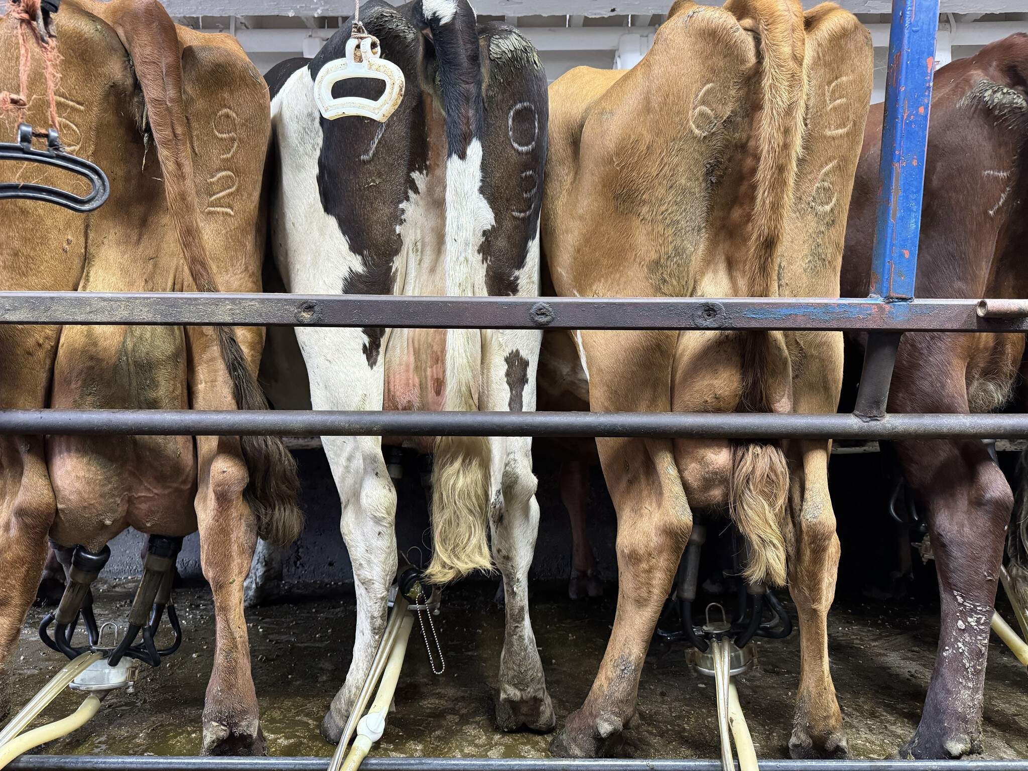 Cows get milked on the Paris Family Farm in southern Wisconsin. (Chris Bentley/Here & Now)