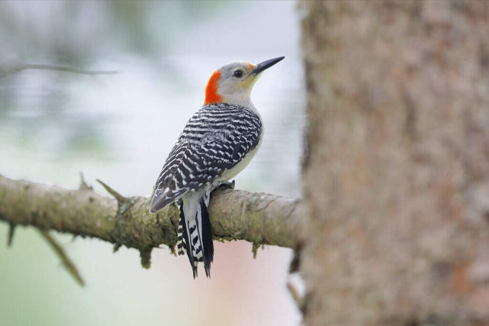A red-bellied woodpecker rests on a pine tree in Lutherville-Timonium, Maryland. (Julio Cortez/ AP)