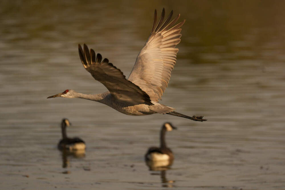A sandhill crane flies at the Wheeler National Wildlife Refuge in Decatur, Alabama. (George Walker IV/ AP)