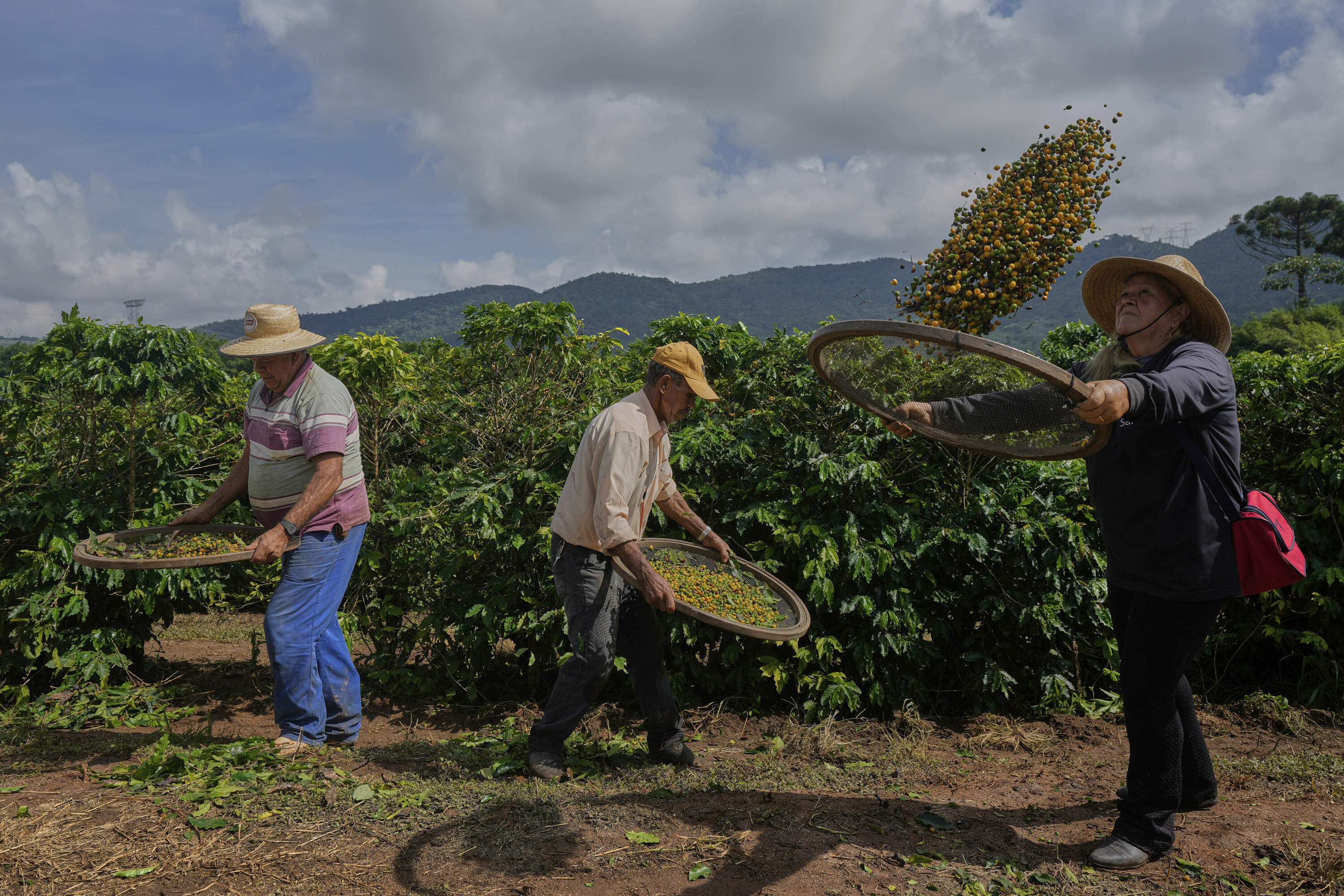 Farm employees work on a farm during the coffee harvest in Braganca Paulista, Brazil, April 4, 2025. (Andre Penner/AP)